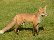 Backyard Fox