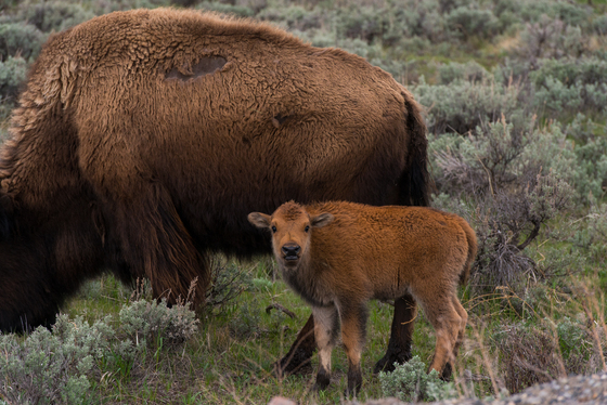 Yellowstone National Park