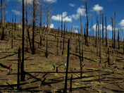 Apache/Sitegreaves National Forest-Blue Range Primitive Area