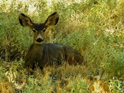 Zion National Park