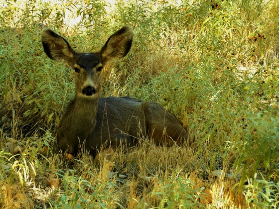 Zion National Park