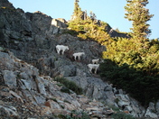 Mt. Rainier National Park