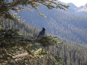 Mt. Rainier National Park