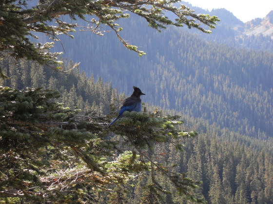 Mt. Rainier National Park