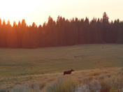 Big Horn National Forest