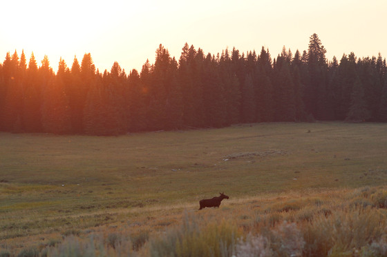 Big Horn National Forest