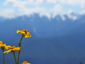 Olympic National Park