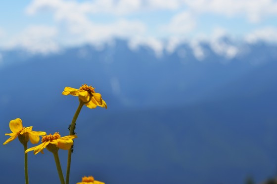 Olympic National Park