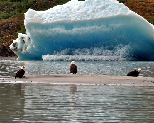 Tongass National Forest--Mendenhall Glacier