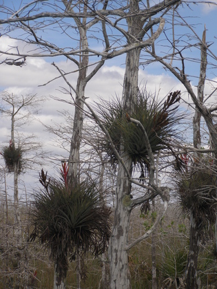 Everglades National Park