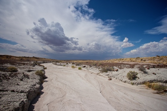 Petrified Forest National Park