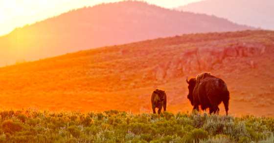 Yellowstone National Park