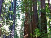 Redwood National Park
