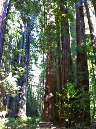Redwood National Park