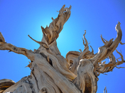 Ancient Bristlecone Pine Forest in Inyo National Forest