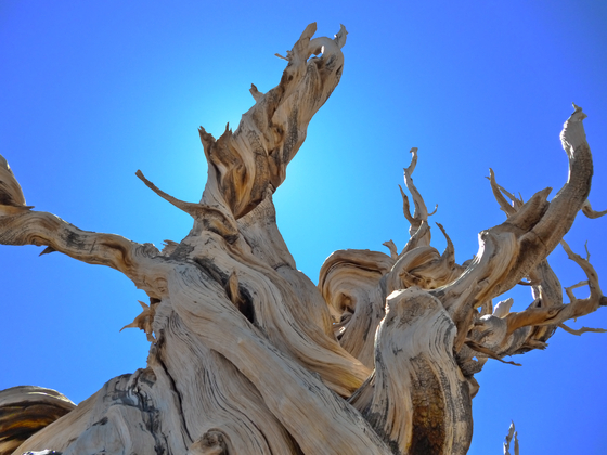 Ancient Bristlecone Pine Forest in Inyo National Forest