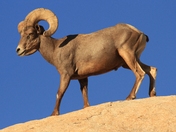 Joshua Tree National Park