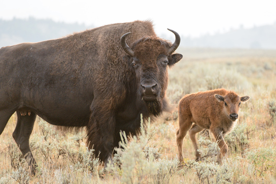 Yellowstone National Park