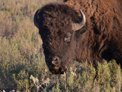 Wichita Mountain National Wildlife Refuge
