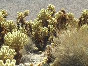 Joshua Tree Nat'l Monument