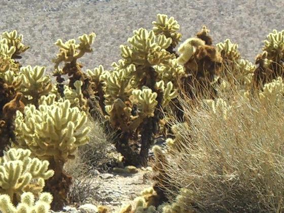 Joshua Tree Nat'l Monument