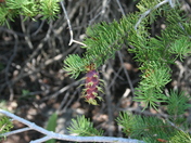 Bighorn National Forest