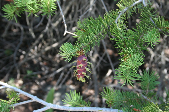Bighorn National Forest