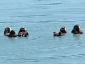 Kenai Fjords National Park