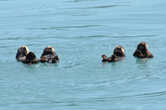 Kenai Fjords National Park