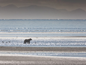 Katmai National Park