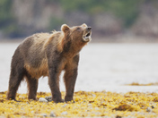 Katmai National Park