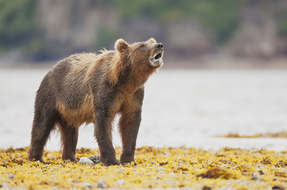 Katmai National Park
