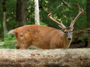 Great Smoky Mountains National Park