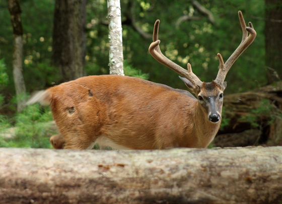 Great Smoky Mountains National Park
