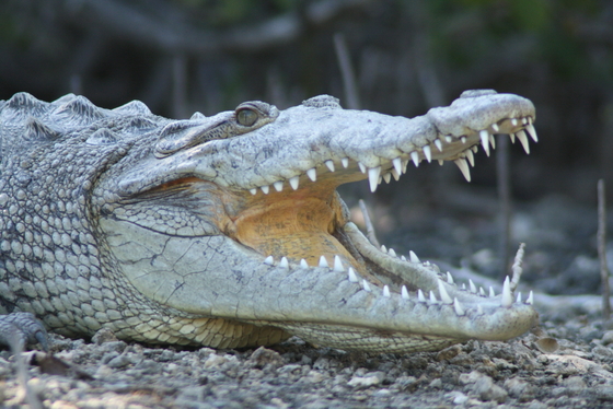 Everglades National Park