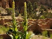 bandelier national monument
