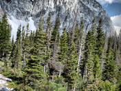 Medicine Bow National Forest