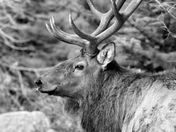Rocky Mountain National Park