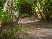 Virgin Island National Park