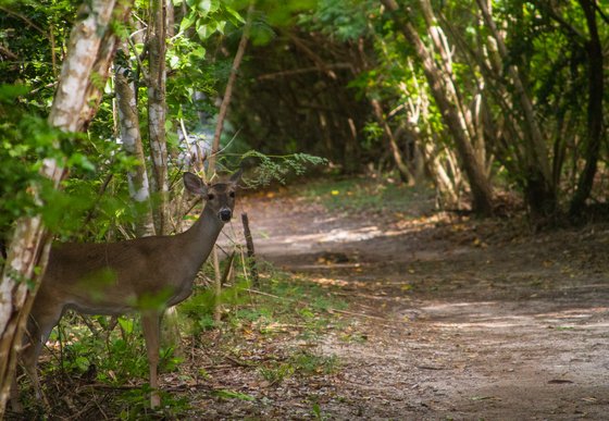 Virgin Island National Park