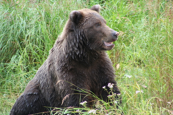 Katmai National Park