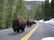 Yellowstone