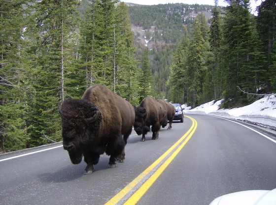Yellowstone