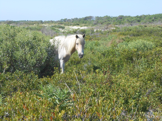 Assateague Island National Seashore
