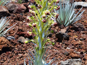 Haleakala National Park