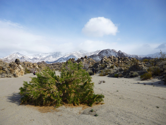 Mojave National Preserve