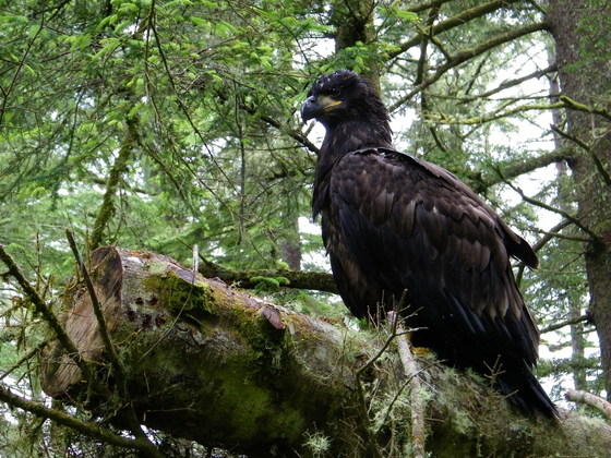 Olympic National Park
