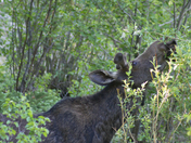 Rocky Mountain National Park