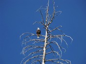 Navajo Lake/Dixie National Forest