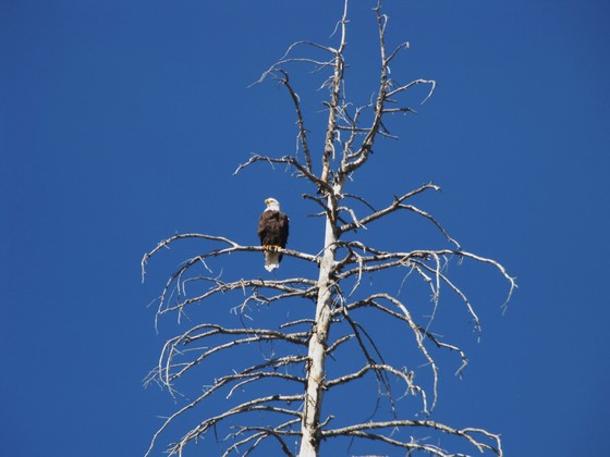Navajo Lake/Dixie National Forest